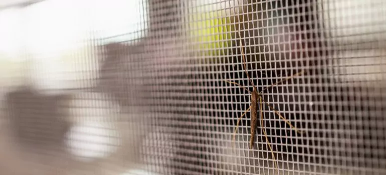 Repair Mosquito Mesh For Windows in Lake Worth, FL
